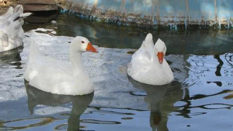White gooses Stock Photos