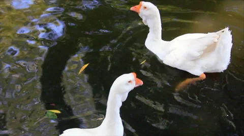 White gooses in water Stock Footage 33247671