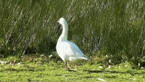 White gooze in the field Stock Footage 97276136