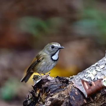 White-gorgeted flycatcher Stock Photos