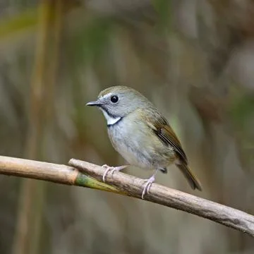 White-gorgeted flycatcher Stock Photos