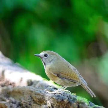 White-gorgeted flycatcher Stock Photos
