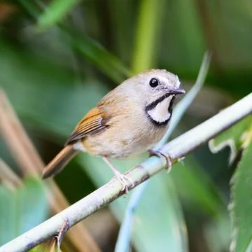 White-gorgeted flycatcher Stock Photos