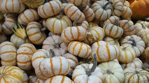White Gourds Stock Footage 42891371