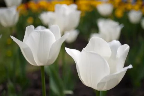 White grace Stock Photos