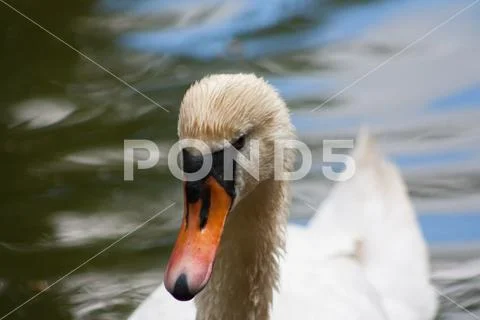 White graceful swan Stock Photos