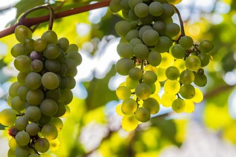 White grape and sunrays Foto stock