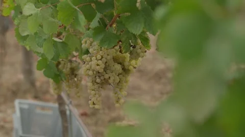 White Grape Bunch Hanging on Vine Above Harvest Crate in Vineyard Row Stock Footage 344437009