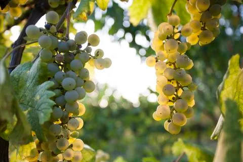 White grape bunch on the vine Stock Photos
