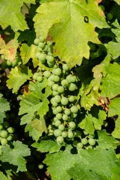 White grape bunch in vine Stock Photos