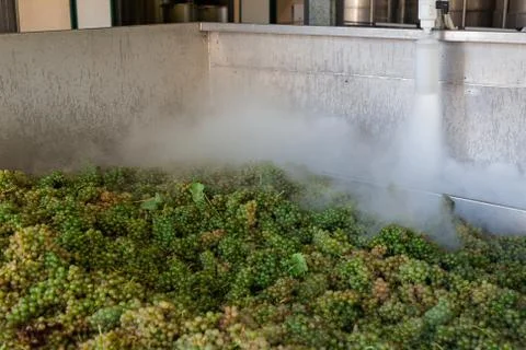 White grape bunches processed with nitrogen Stock Photos