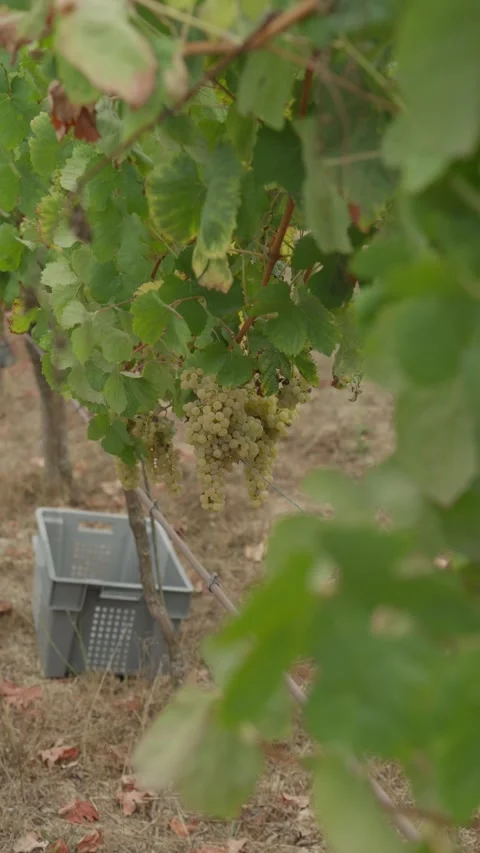 White Grape Bunches on the Vine Above an Empty Harvest Crate Vertical Stock Footage 344438202