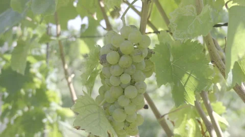 A white grape cluster on a grapevine Stock Footage 164747396