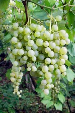 White grape cluster with leaves Stock Photos