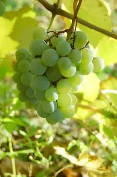 White grape cluster Stock Photos