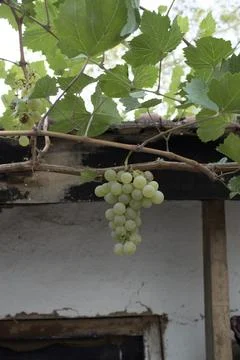 White Grape Cluster On Rustic Beam Stock Photos