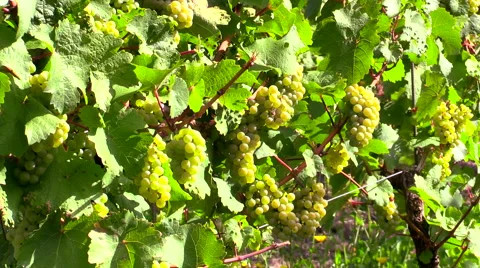 White grape clusters hanging on vines in Germany Video stock 57468637