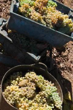 White grape crop Stock Photos