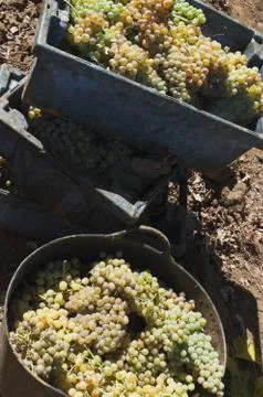 White grape crop Stock Photos