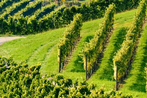White grape crops in a vineyard during autumn. Stock Photos