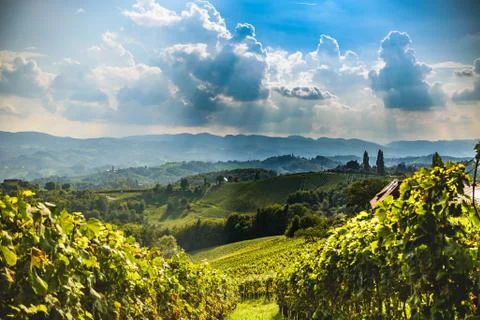 White grape crops in a vineyard during autumn. Stock Photos