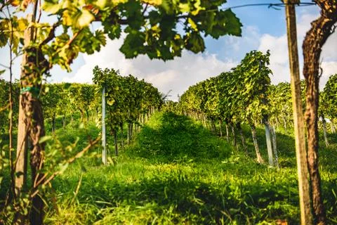 White grape crops in a vineyard during autumn. Stock Photos