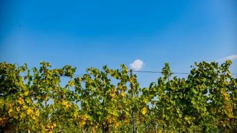 White grape crops in a vineyard during autumn. Stock Photos