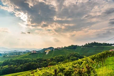 White grape crops in a vineyard during autumn. Stock Photos