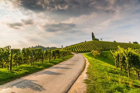 White grape crops in a vineyard during autumn. Stock Photos
