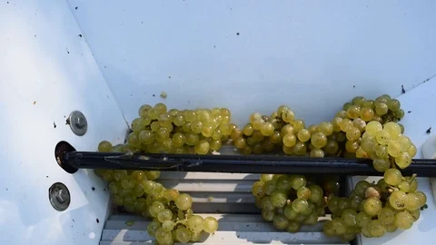 White Grape Crush Stock Footage 97525713