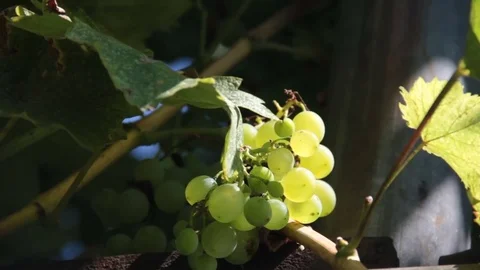 White grape Stock Footage 81453199