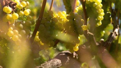 White grape Stock Footage 99337569