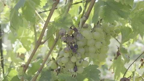 White grape on the grapevine in sunshine Stock Footage 164746980