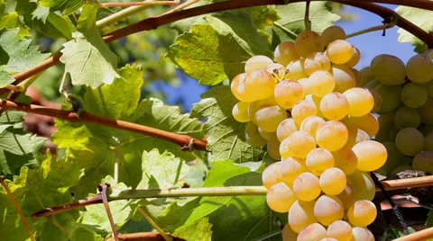 White Grape hand picking - close up Stock Footage 35954820