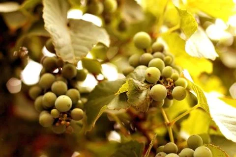 White grape hanging on a branch Stock Photos