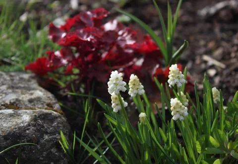 White grape hyacinth Stock Photos