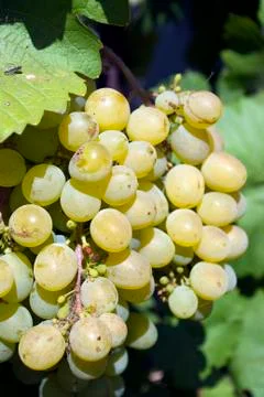 White grape Stock Photos
