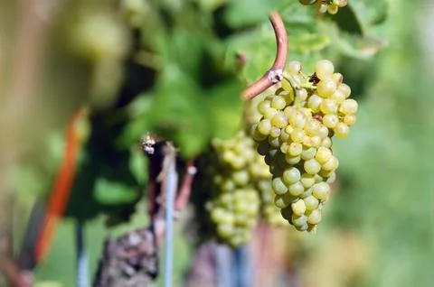 White grape Stock Photos