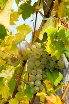 White grape Stock Photos