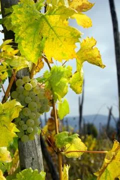 White grape Stock Photos
