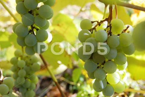 White grape Stock Photos
