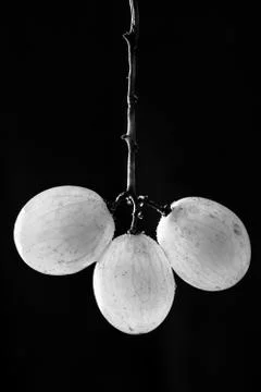 White Grape Stock Photos