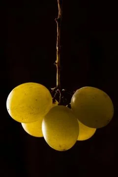 White Grape Stock Photos