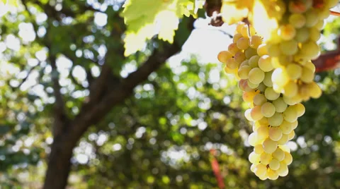 White Grape picking - close up Stock Footage 35957739