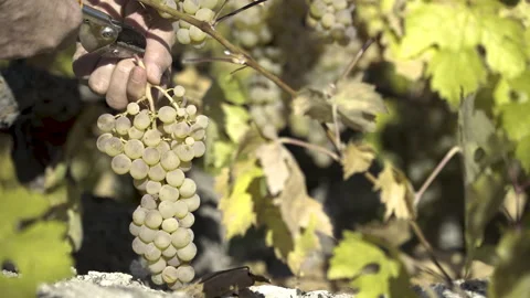White Grape Picking. Vineyard Picking Stock Footage 165821875