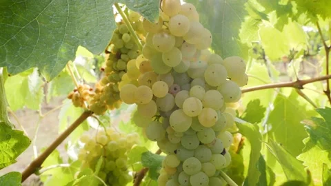 White grape ready to be harvested in a sunny day. Tilt down.  Stock-Footage 138441150