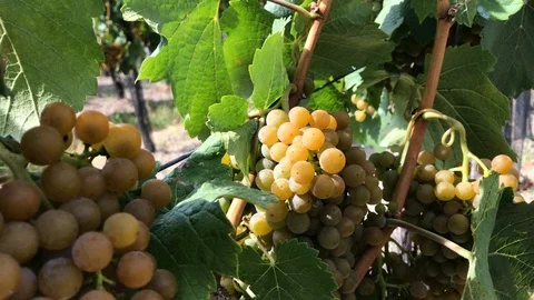 White grape with ripe berries in bunch at vineyard Stock Footage 93798312