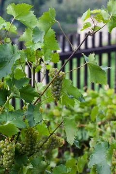 White grape vine Stock Photos