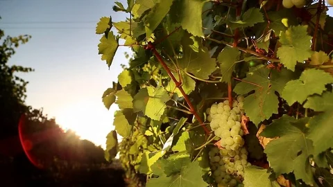 White grape of the vineyard at sunset 動画素材 79643198