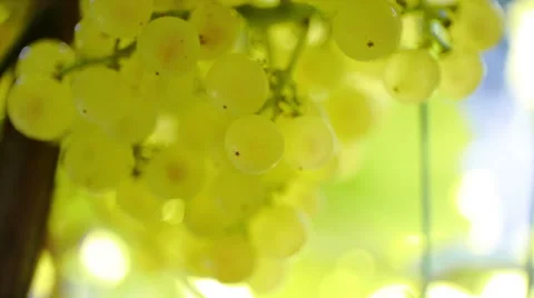 White Grapes 1 Stock Footage 42279440